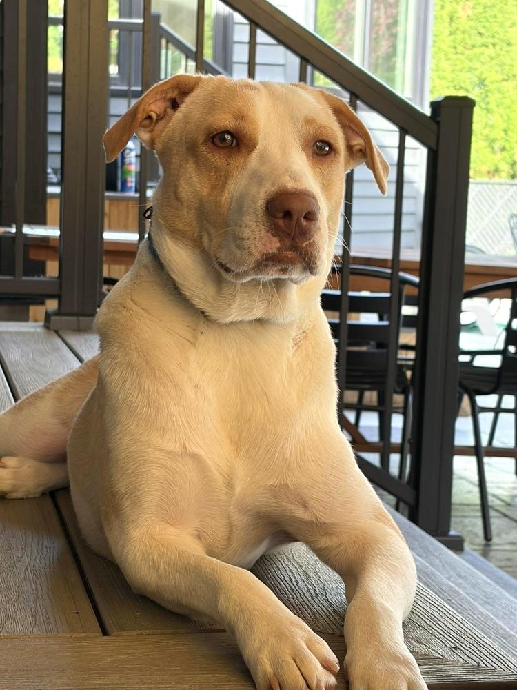 Cloud, Adoptable, Puppy Male Carolina Dog & Black Mouth Cur.