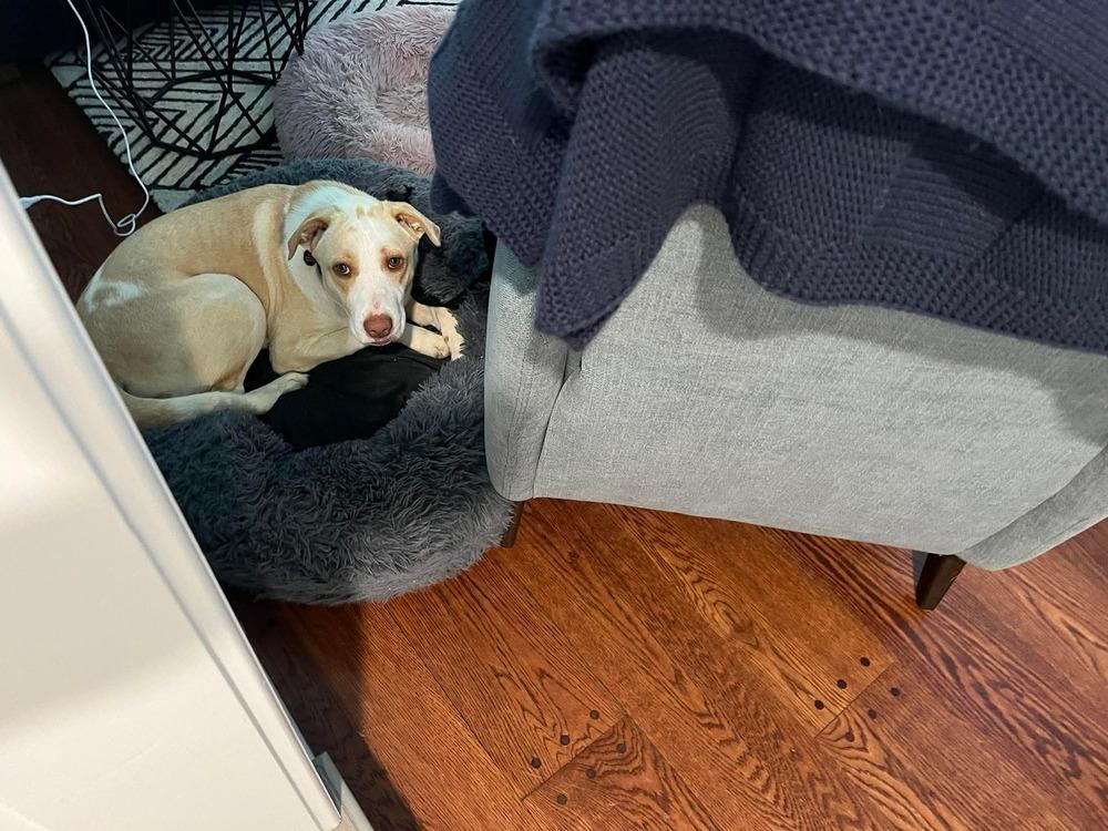 Enlarge Cloud, a Adoptable mixed breed in Syracuse, NY image 2/6