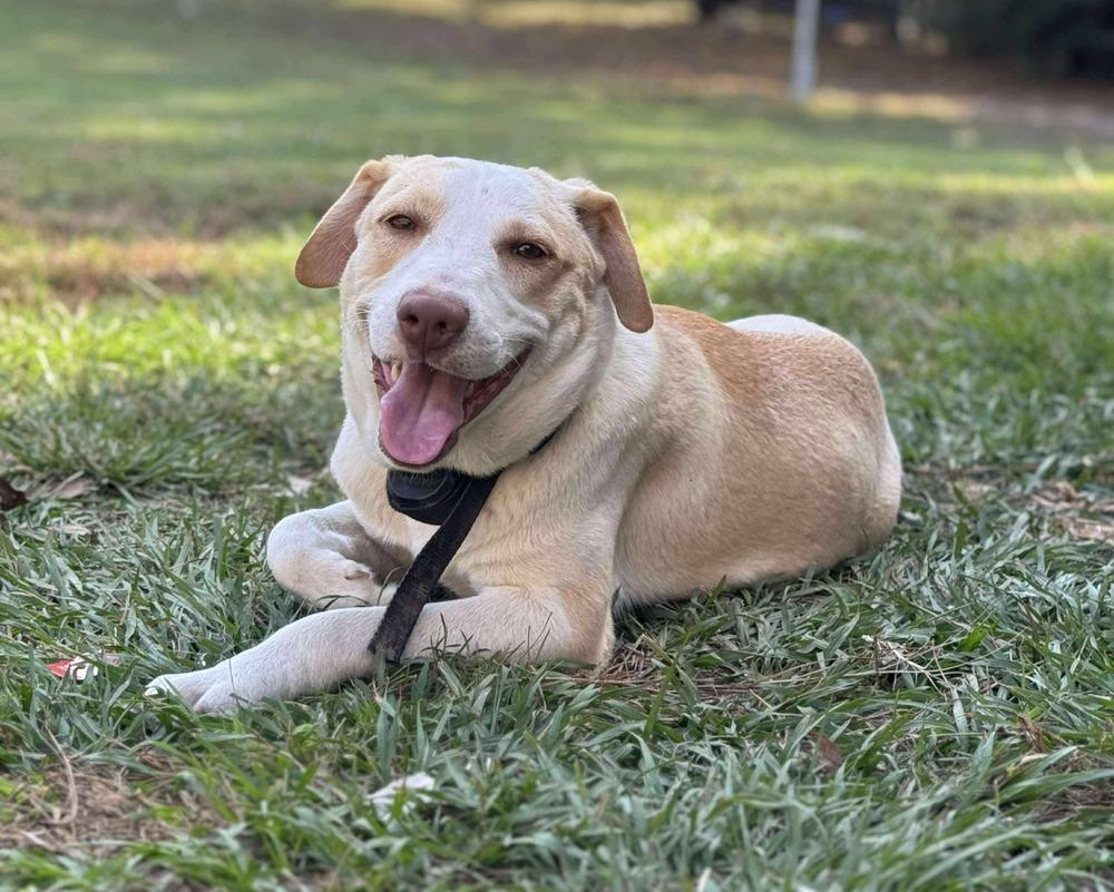 Cloud, Adoptable, Puppy Male Carolina Dog & Black Mouth Cur.