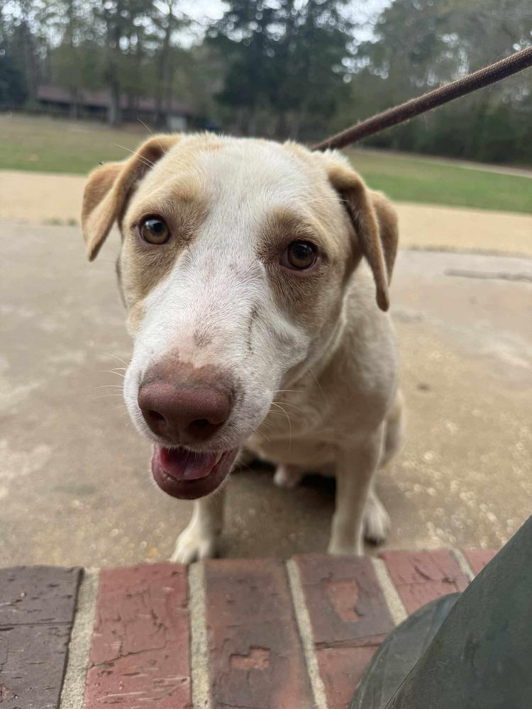 Cloud, Adoptable, Puppy Male Carolina Dog & Black Mouth Cur.