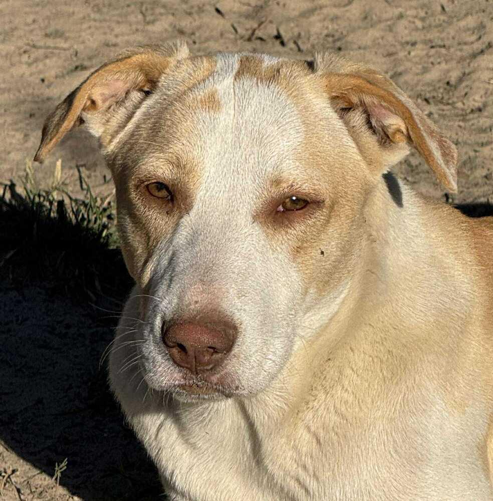 Enlarge Cloud, a Adoptable mixed breed in Syracuse, NY image 3/6