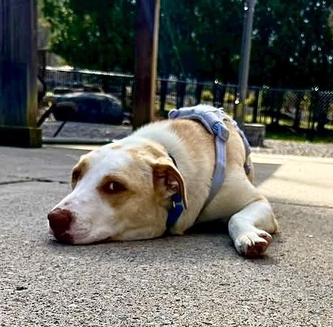 Cloud, Adoptable, Puppy Male Carolina Dog & Black Mouth Cur.