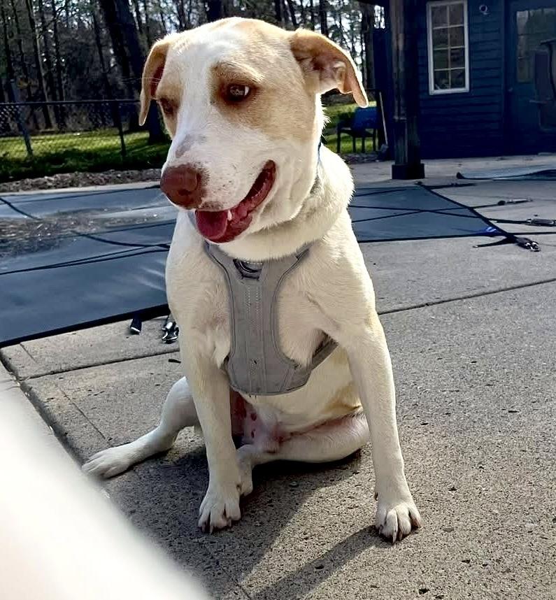 Enlarge Cloud, a Adoptable mixed breed in Syracuse, NY image 2/6
