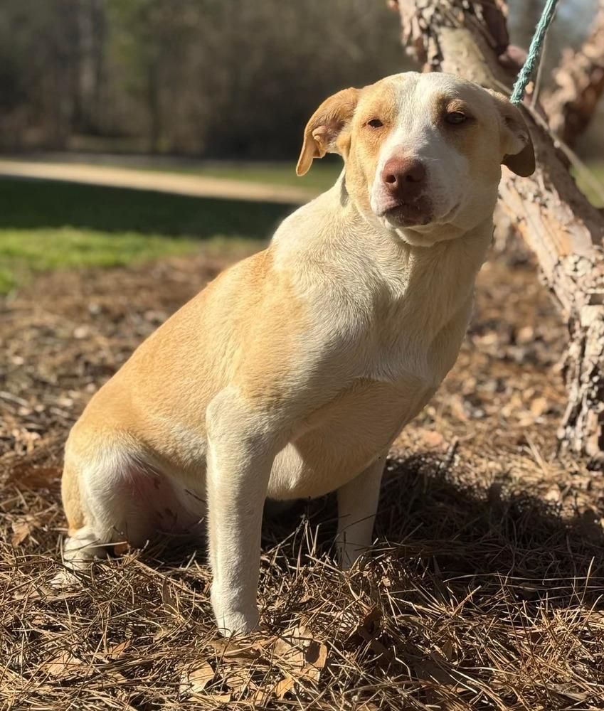 Enlarge Cloud, a Adoptable mixed breed in Syracuse, NY image 2/6