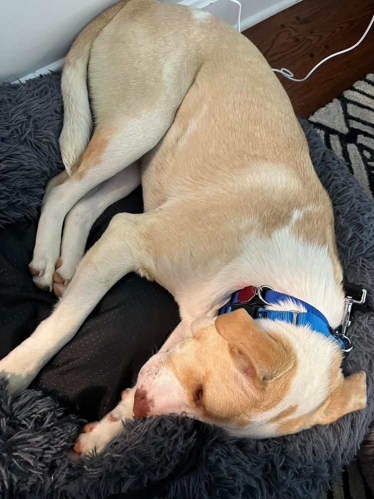 Enlarge Cloud, a Adoptable mixed breed in Syracuse, NY image 3/6