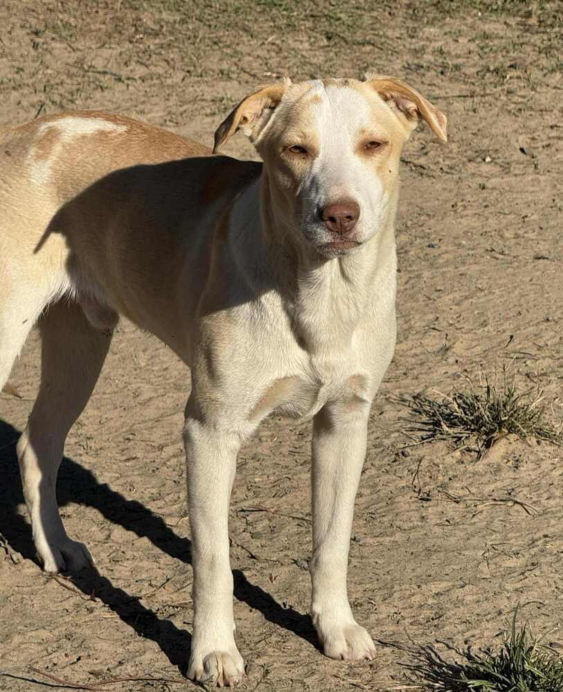 Enlarge Cloud, a Adoptable mixed breed in Syracuse, NY image 4/6