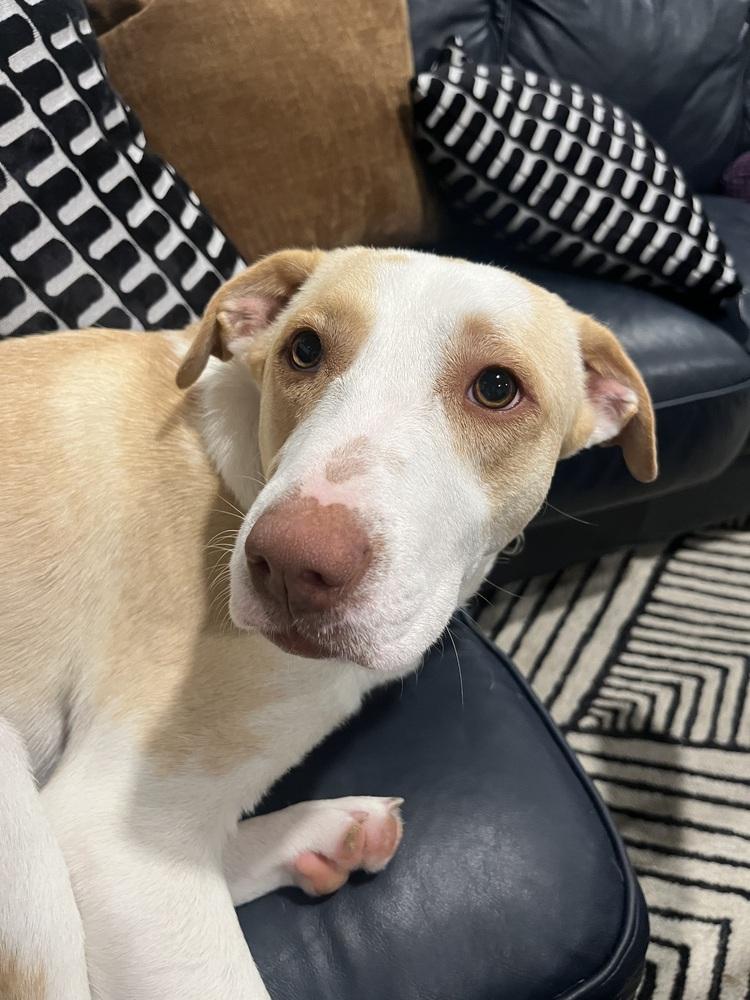 Enlarge Cloud, a Adoptable mixed breed in Syracuse, NY image 4/6