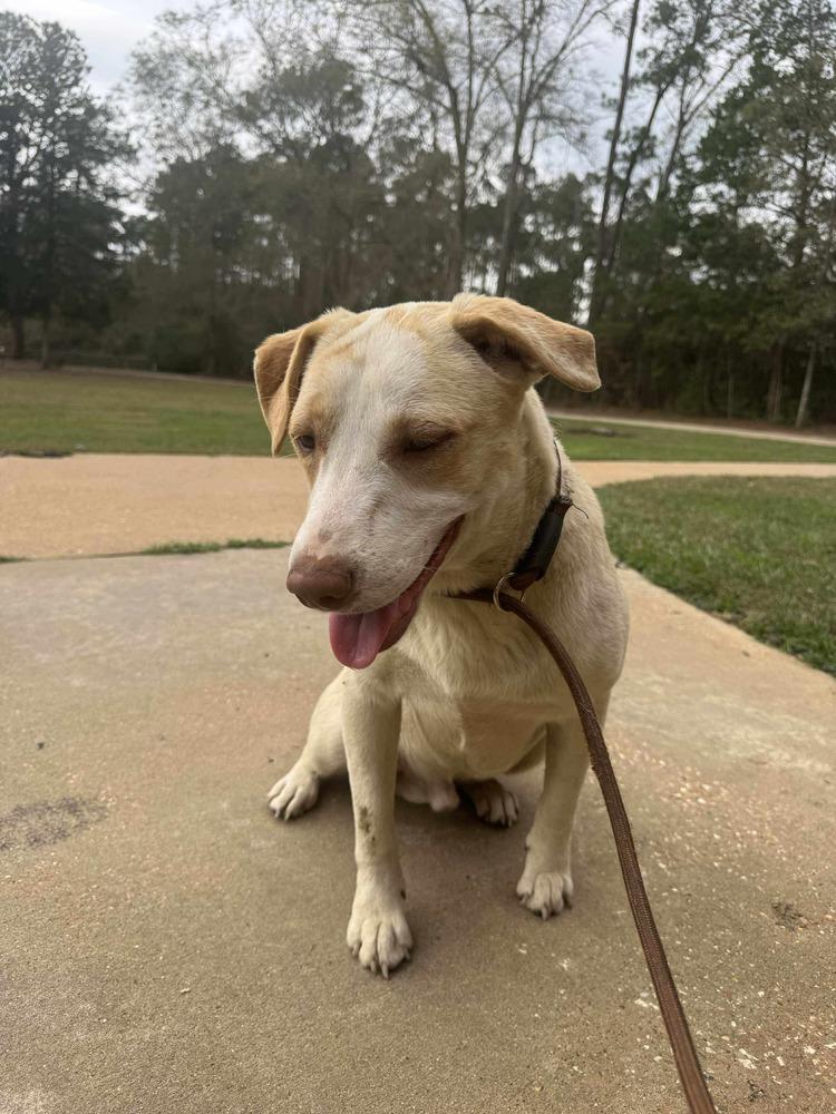 Enlarge Cloud, a Adoptable mixed breed in Syracuse, NY image 2/6