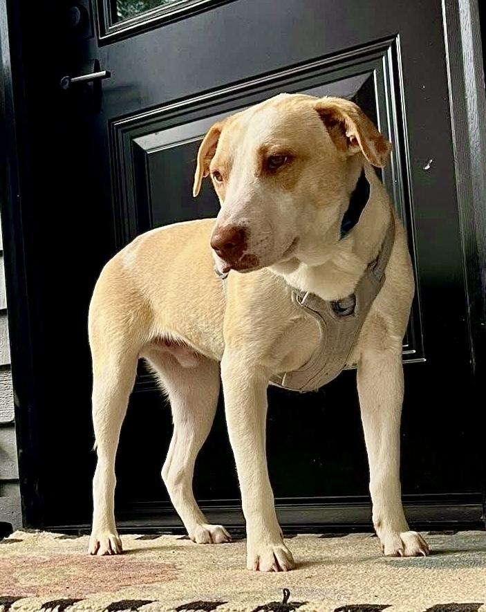 Enlarge Cloud, a Adoptable mixed breed in Syracuse, NY image 5/6