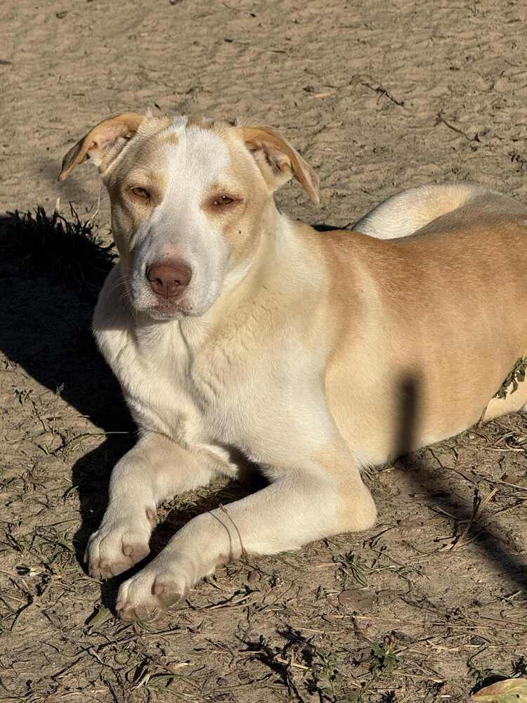 Enlarge Cloud, a Adoptable mixed breed in Syracuse, NY image 5/6