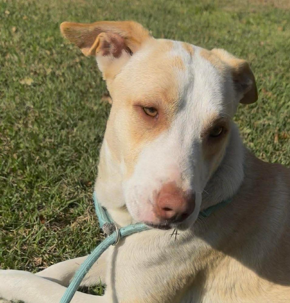 Enlarge Cloud, a Adoptable mixed breed in Syracuse, NY image 4/6