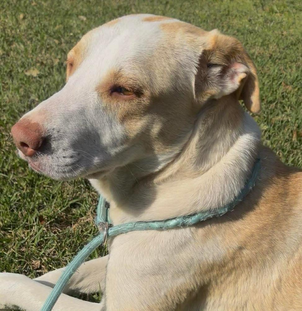 Enlarge Cloud, a Adoptable mixed breed in Syracuse, NY image 5/6
