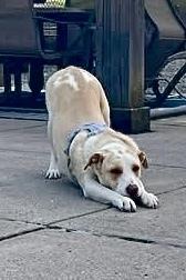 Enlarge Cloud, a Adoptable mixed breed in Syracuse, NY image 6/6