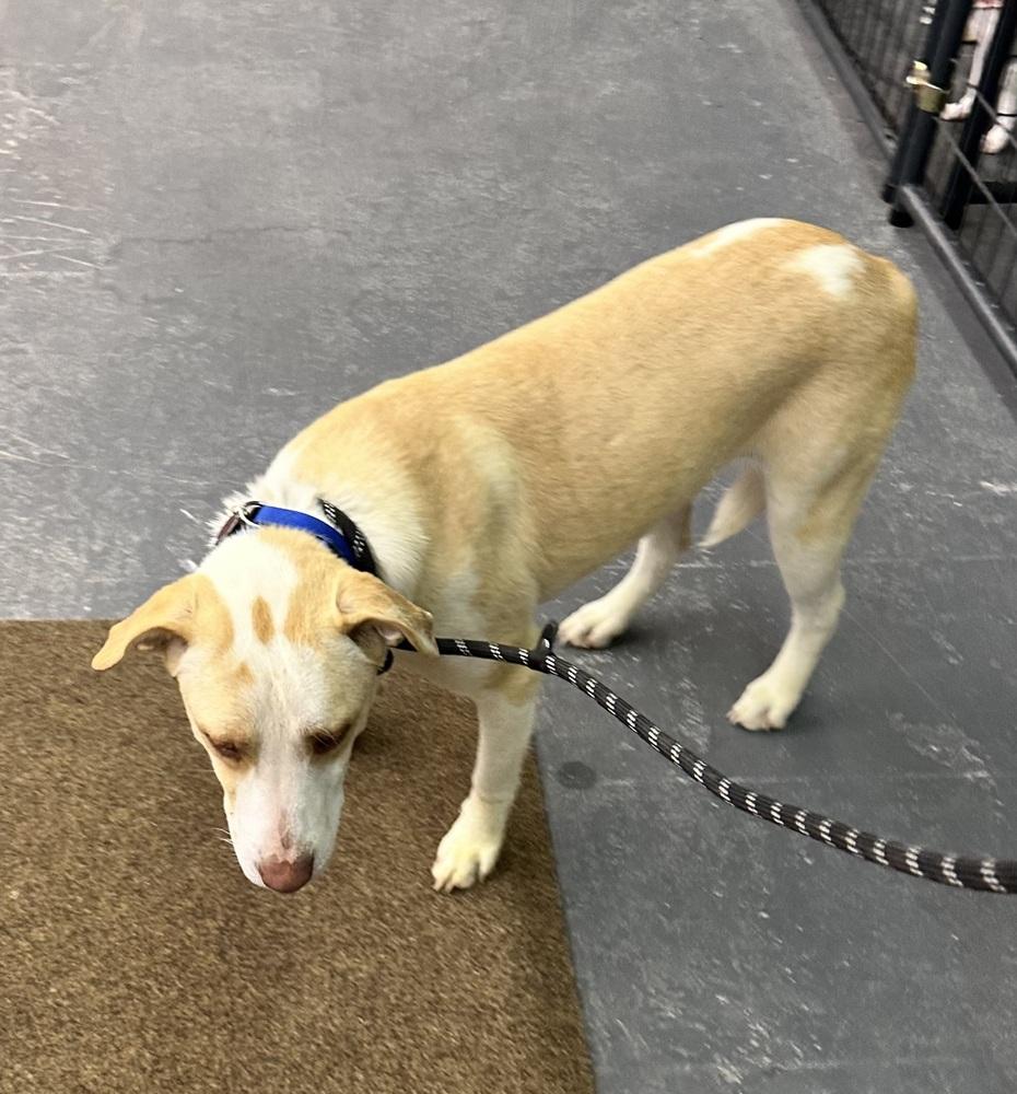 Enlarge Cloud, a Adoptable mixed breed in Syracuse, NY image 5/6