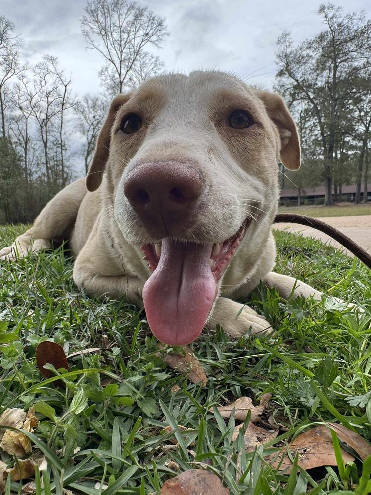 Enlarge Cloud, a Adoptable mixed breed in Syracuse, NY image 4/6