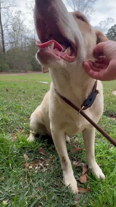 Enlarge Cloud, a Adoptable mixed breed in Syracuse, NY video 5/6