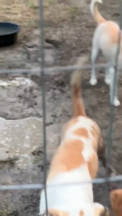 Enlarge Cloud, a Adoptable mixed breed in Syracuse, NY video 6/6