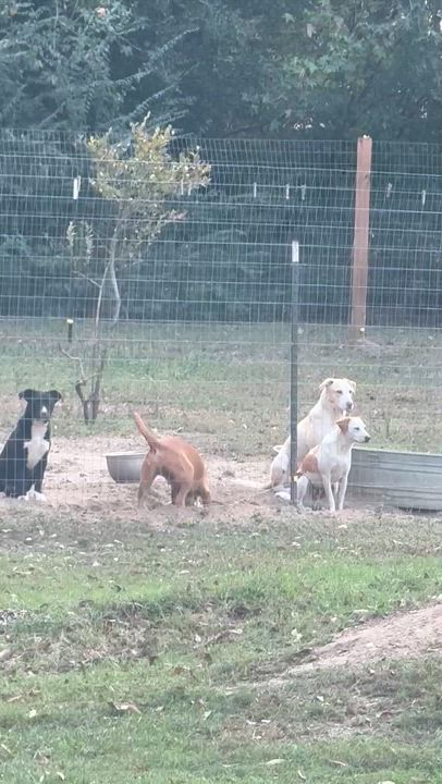 Enlarge Cloud, a Adoptable mixed breed in Syracuse, NY video 6/6