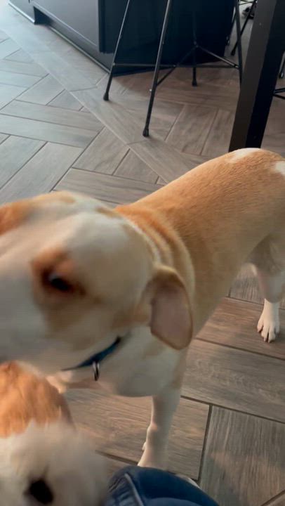 Enlarge Cloud, a Adoptable mixed breed in Syracuse, NY video 6/6