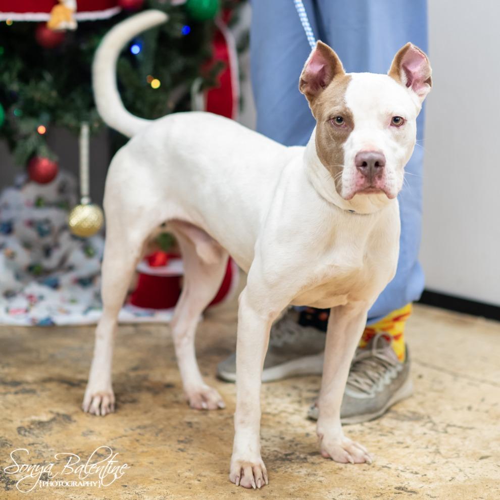 OLIVER-30300, Adoptable, Adult Male Pit Bull Terrier.