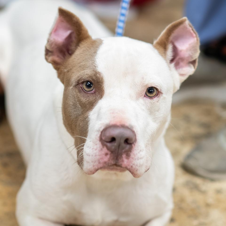 Enlarge OLIVER-30300, a Adoptable Pit Bull Terrier in Bartlett, TN image 2/2