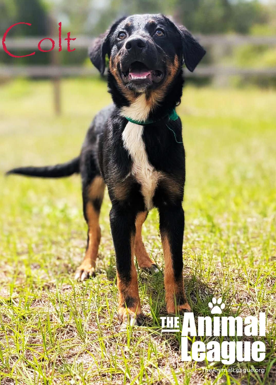 Enlarge Colt, a Adoptable mixed breed in Groveland, FL image 3/6