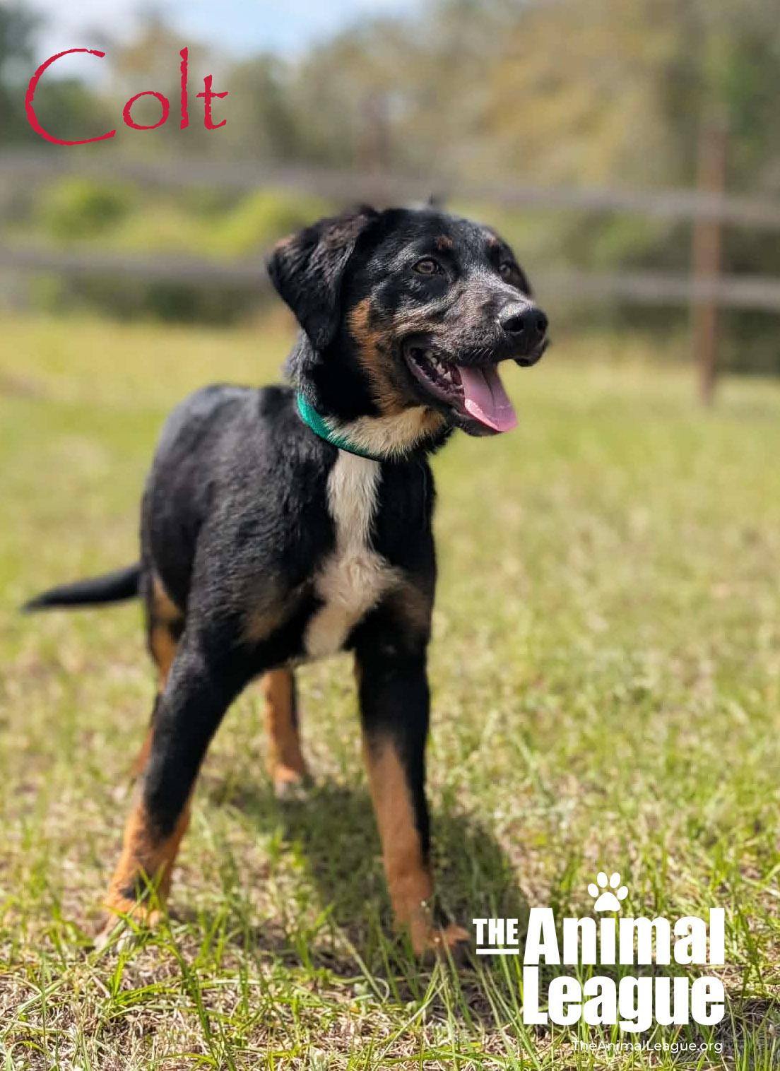 Enlarge Colt, a Adoptable mixed breed in Groveland, FL image 6/6