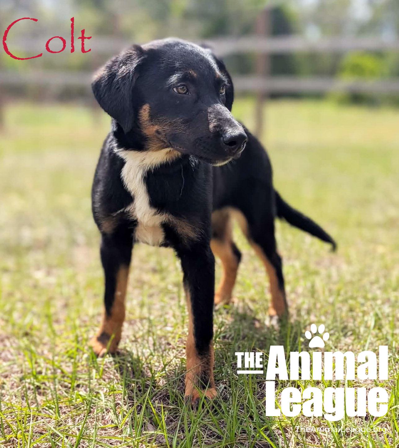 Enlarge Colt, a Adoptable mixed breed in Groveland, FL image 5/6