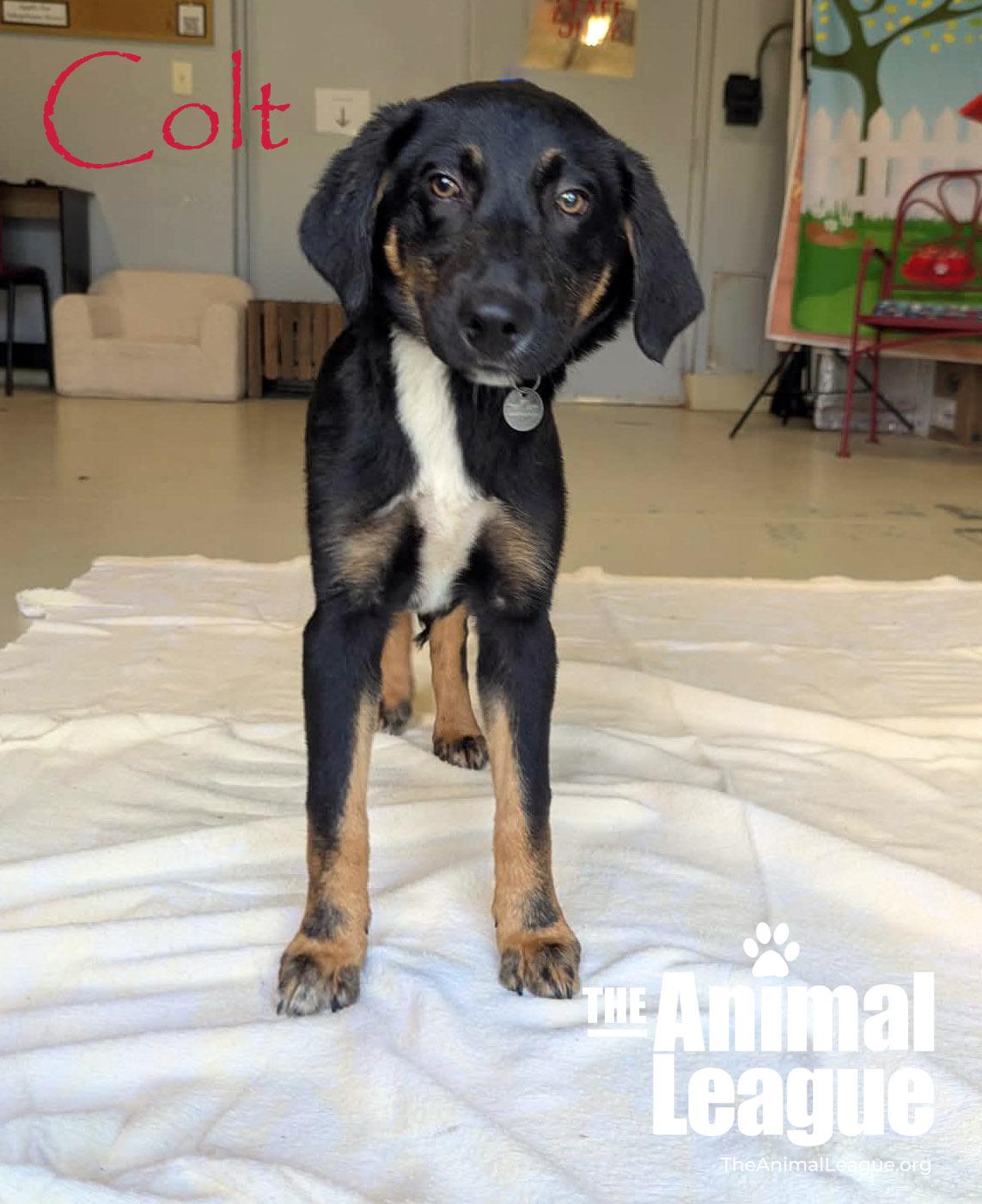 Enlarge Colt, a Adoptable mixed breed in Groveland, FL image 2/6