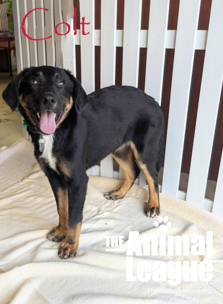 Enlarge Colt, a Adoptable mixed breed in Groveland, FL image 1/6