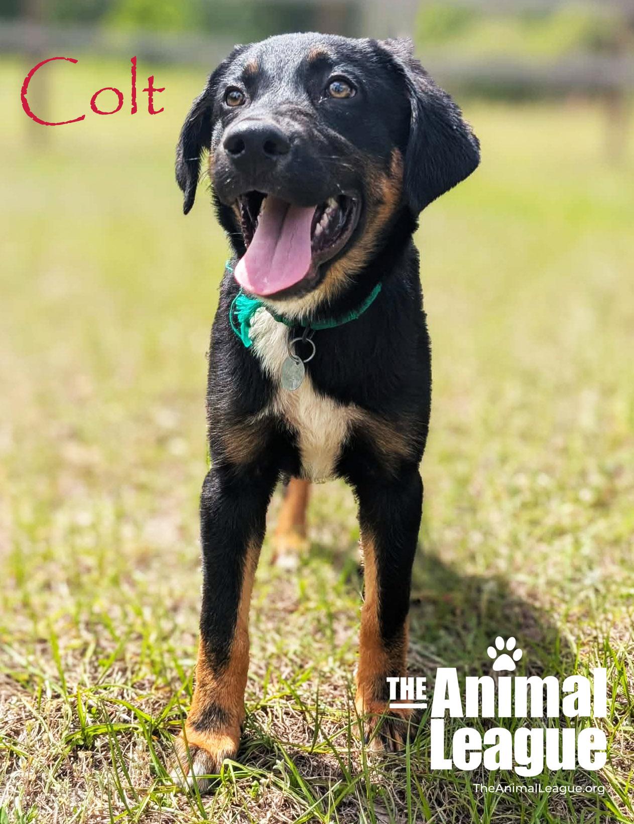 Enlarge Colt, a Adoptable mixed breed in Groveland, FL image 4/6