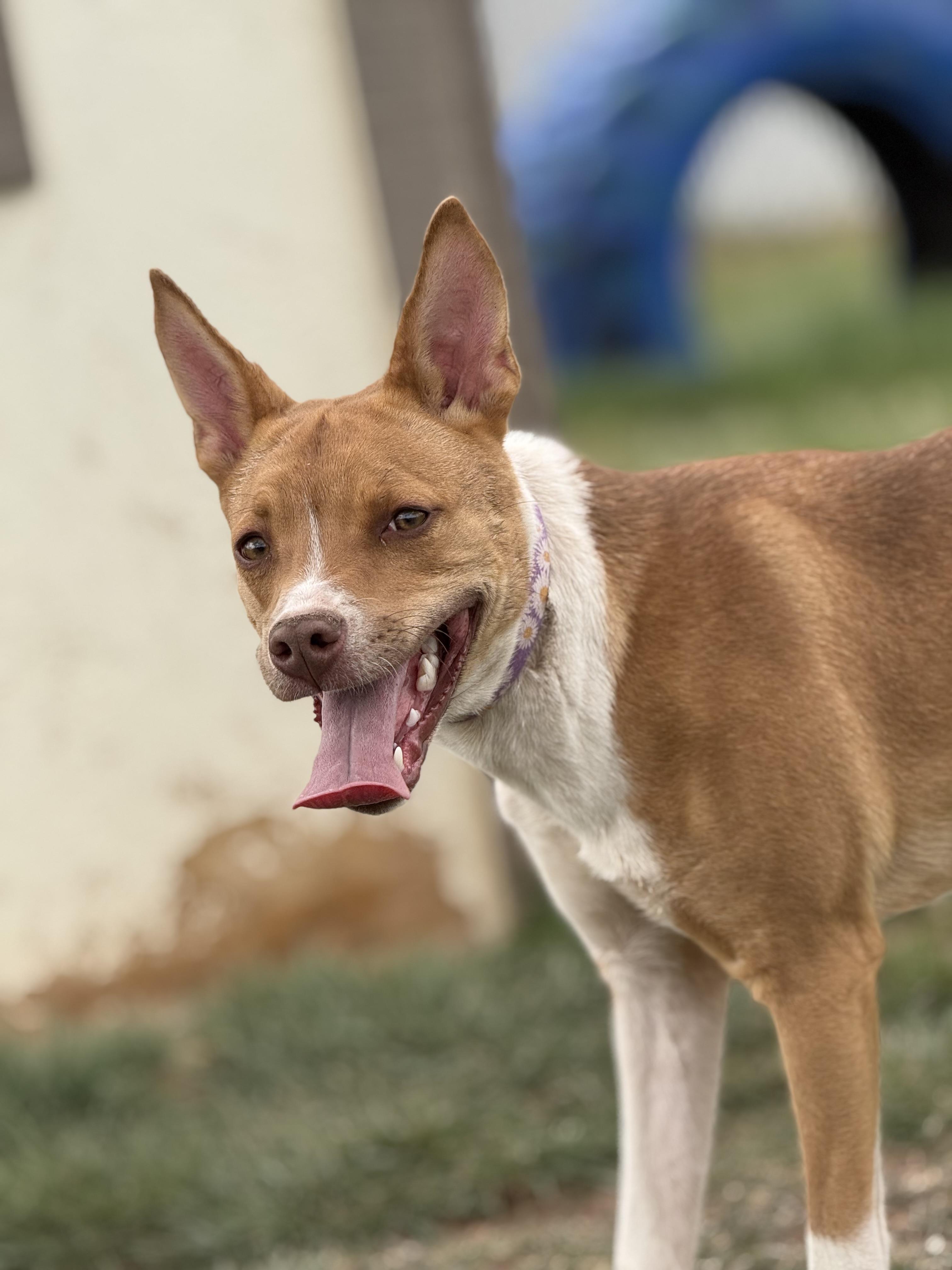 Enlarge Gracie, an adoptable mixed breed in Eagle, CO image 5/6