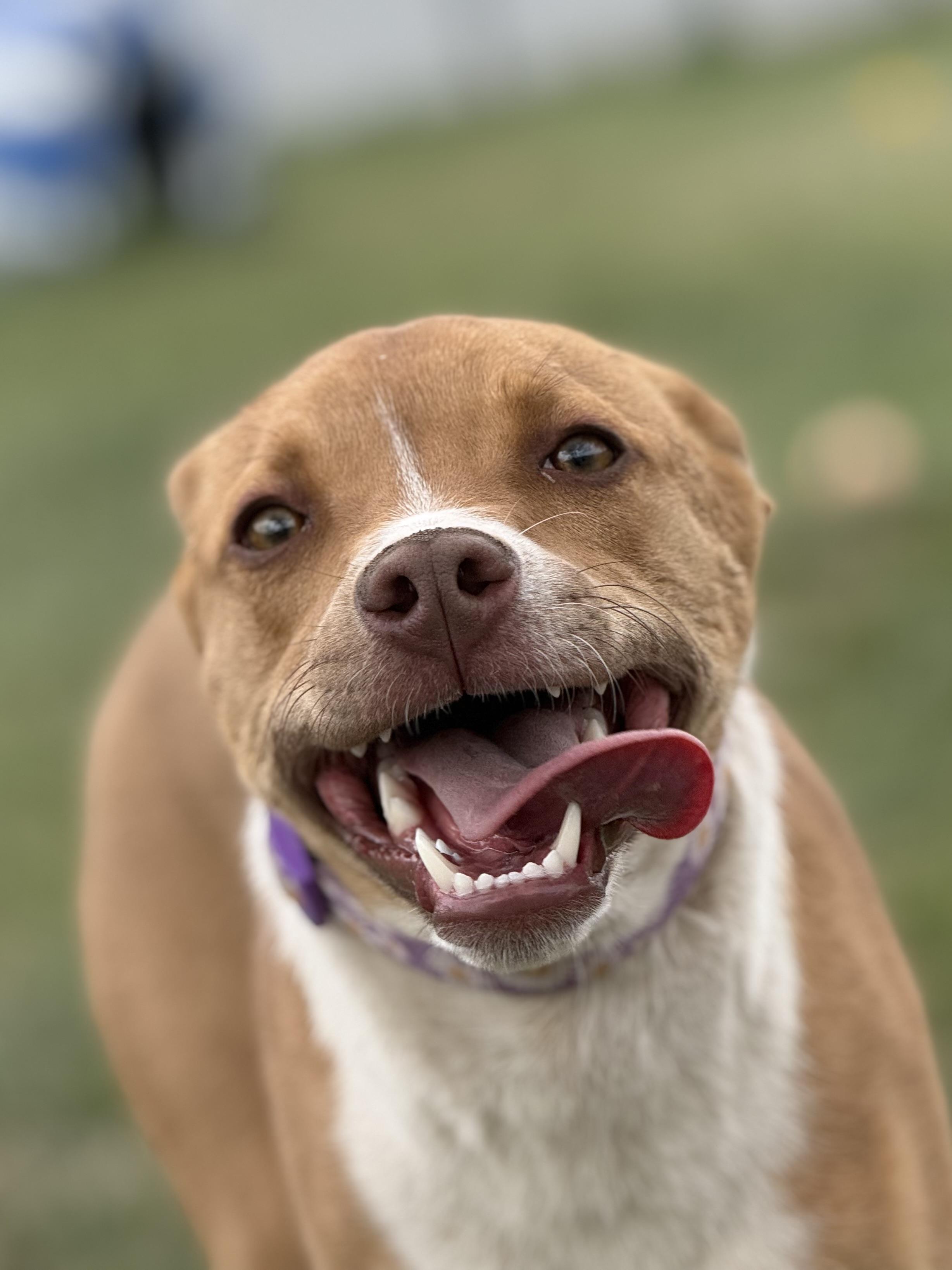 Enlarge Gracie, an adoptable mixed breed in Eagle, CO image 4/6
