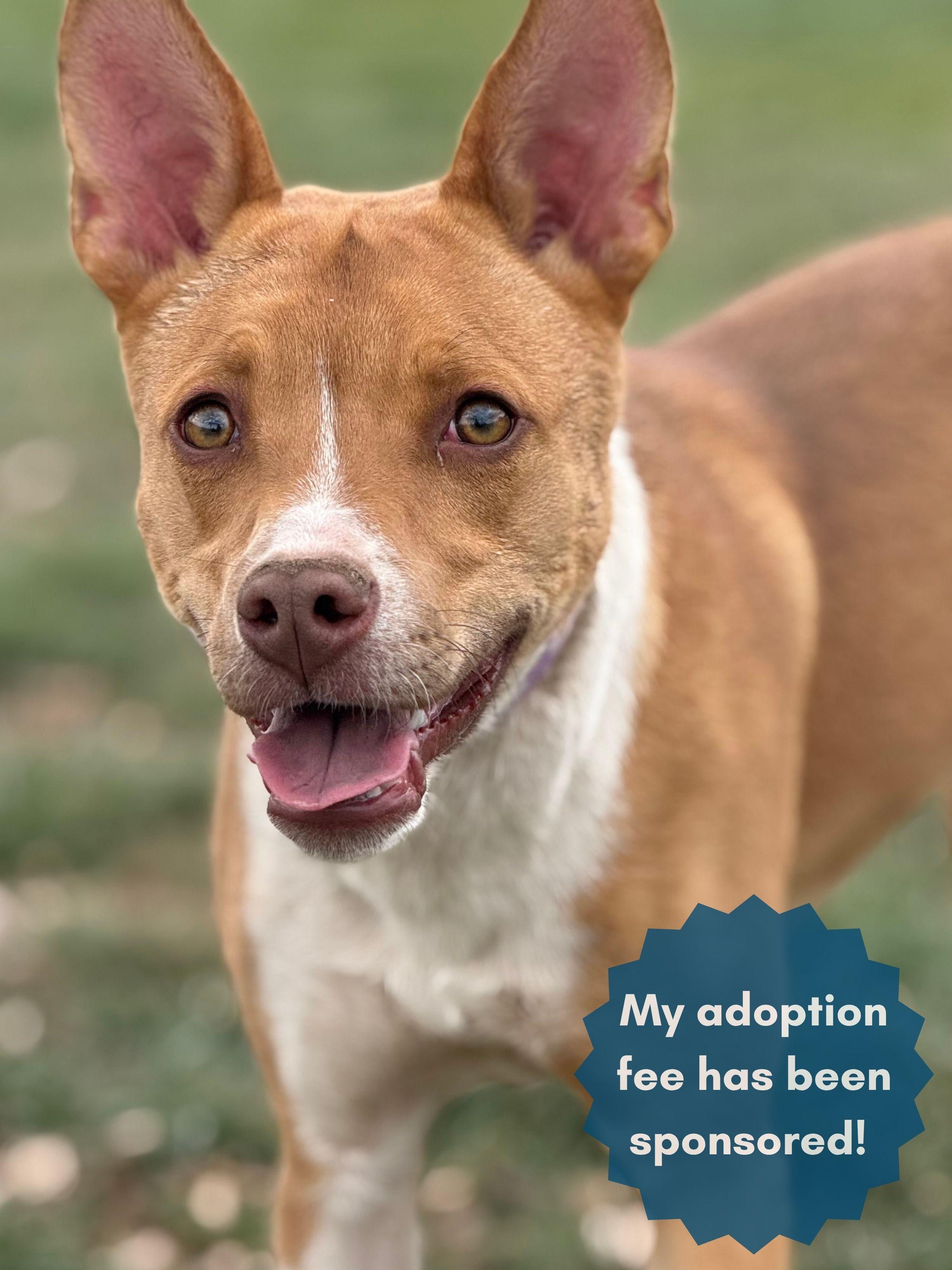 Gracie, adoptable, Young Female Australian Cattle Dog / Blue Heeler & Retriever.