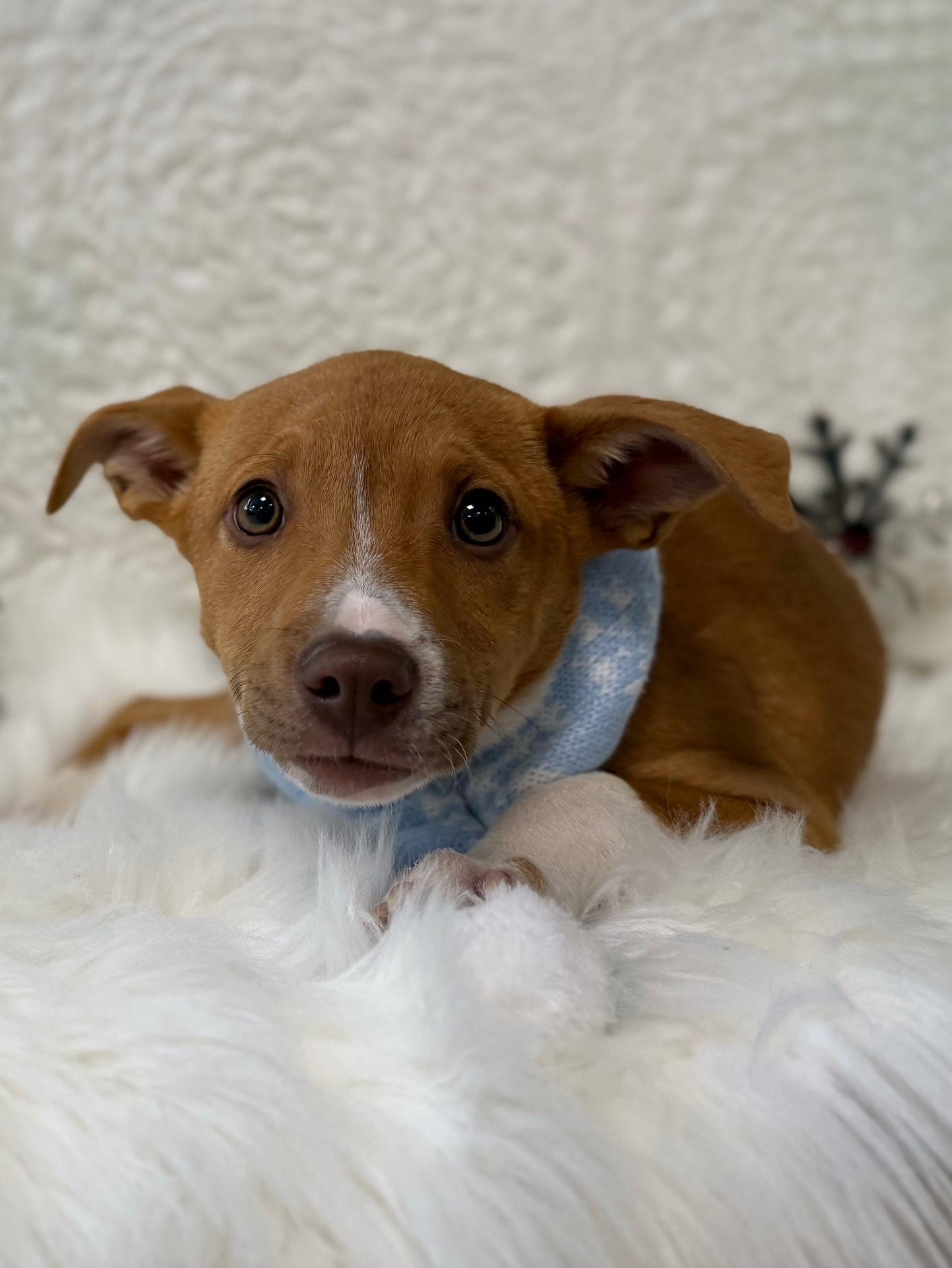 Enlarge Gracie, an adoptable mixed breed in Eagle, CO image 6/6