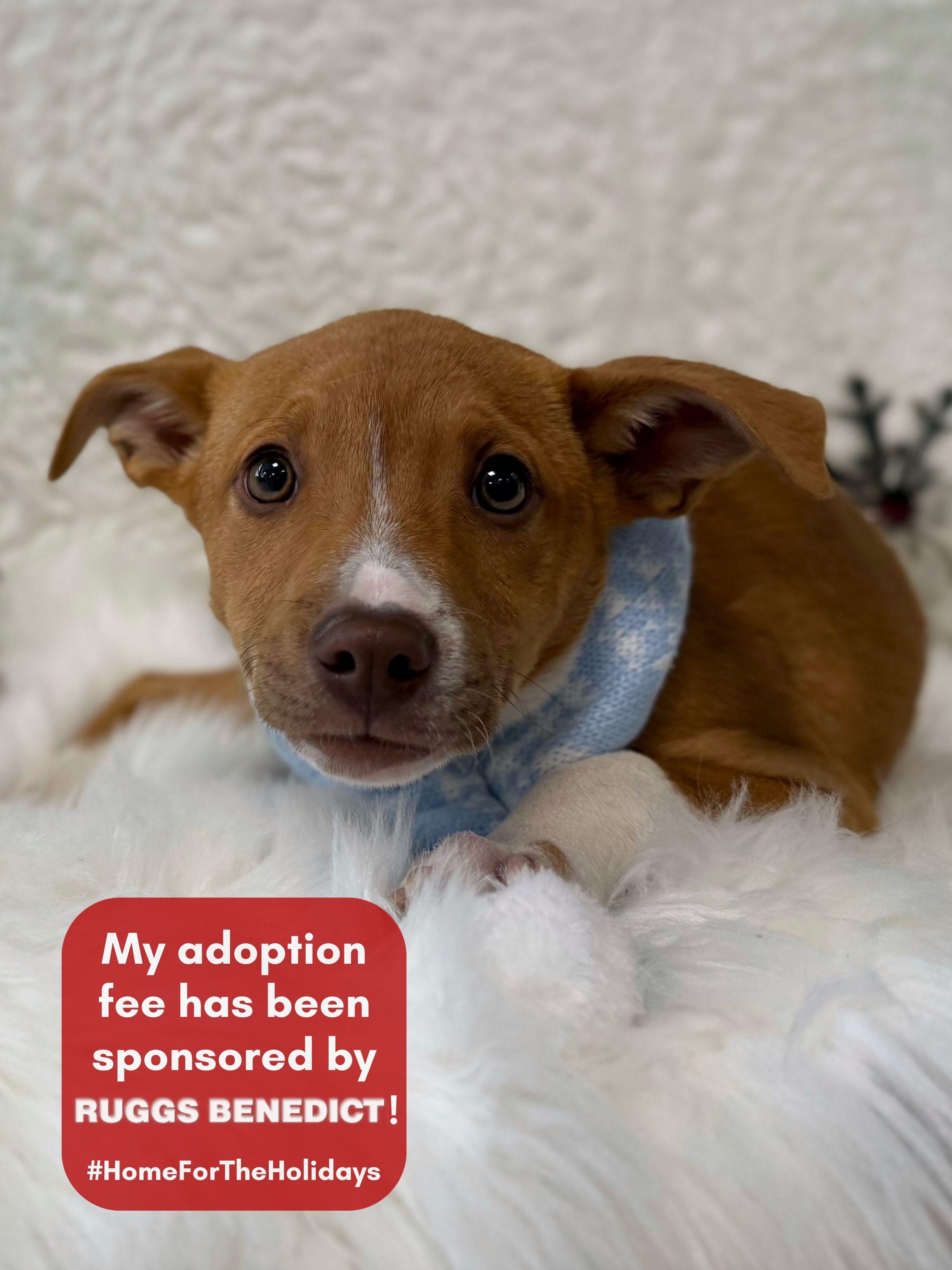 Enlarge Gracie, an adopted mixed breed in Eagle, CO image 1/1