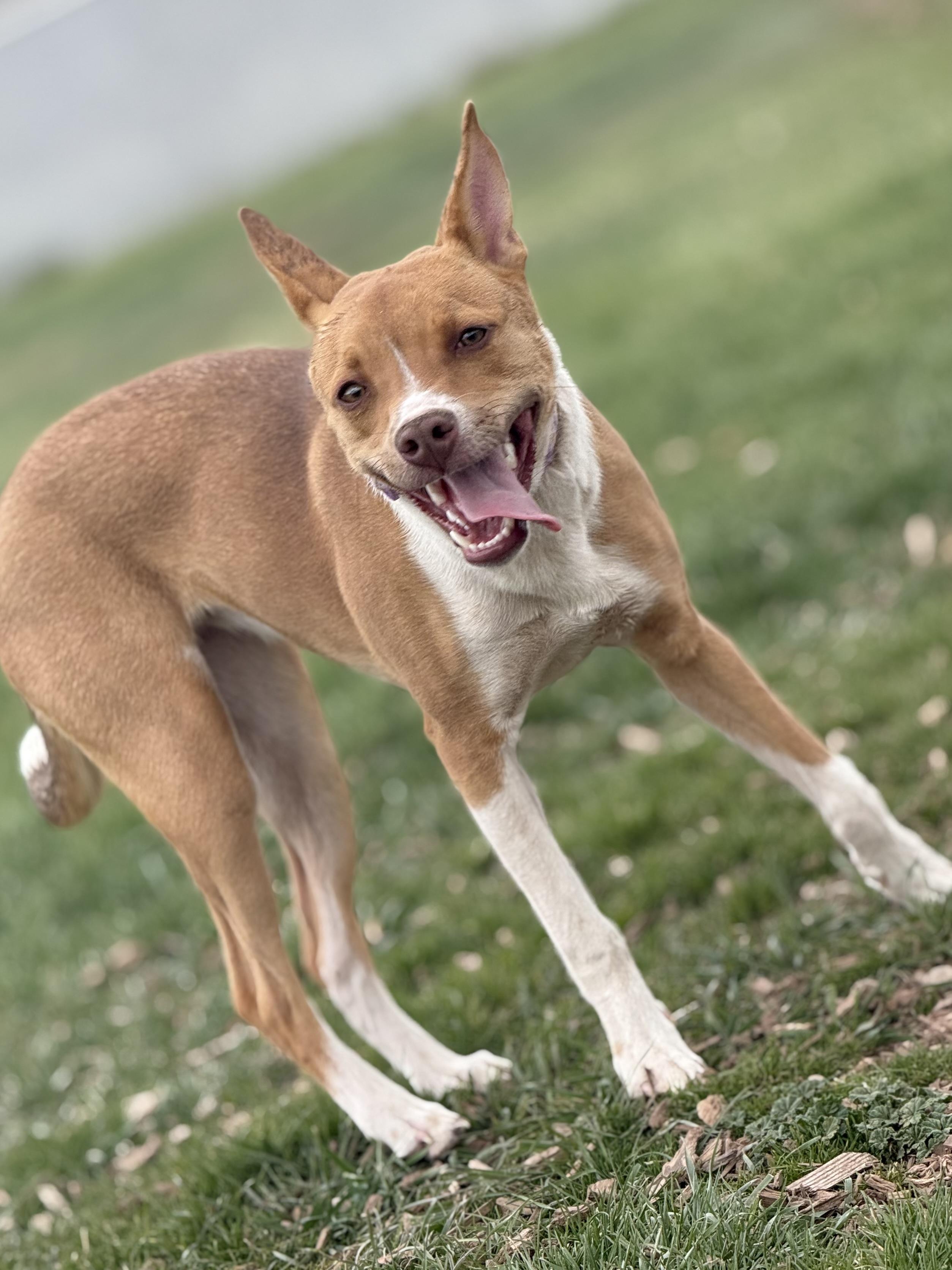 Enlarge Gracie, an adoptable mixed breed in Eagle, CO image 3/6