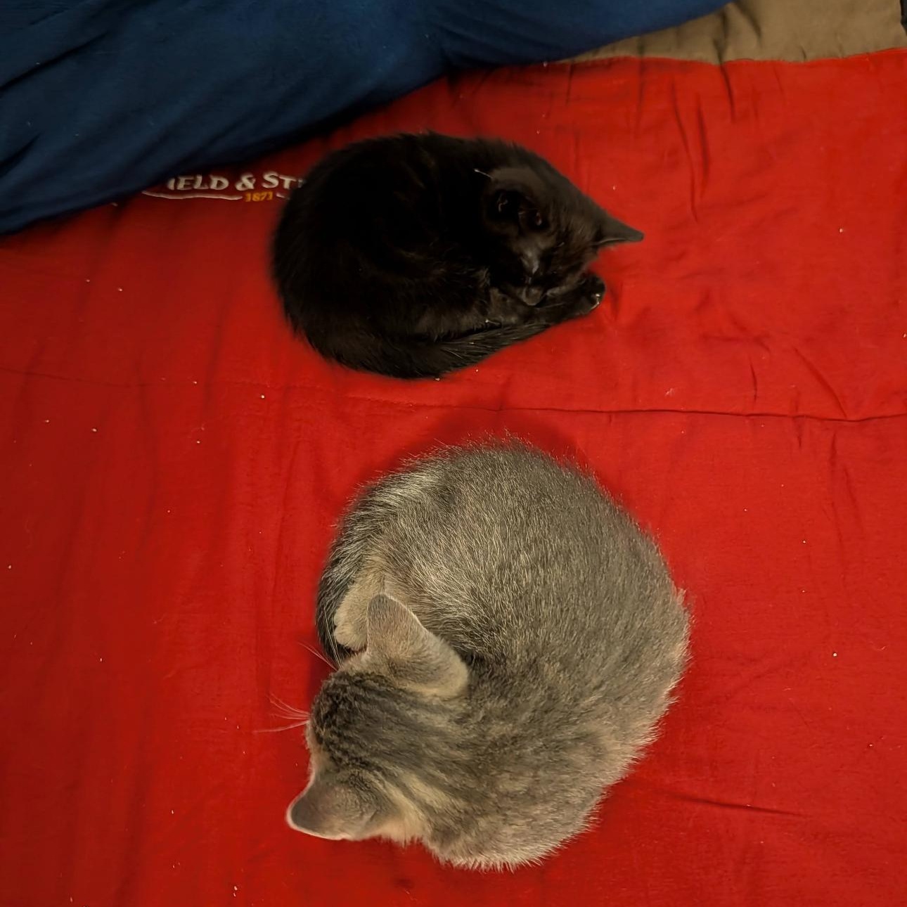 Salt & Pepper 6
