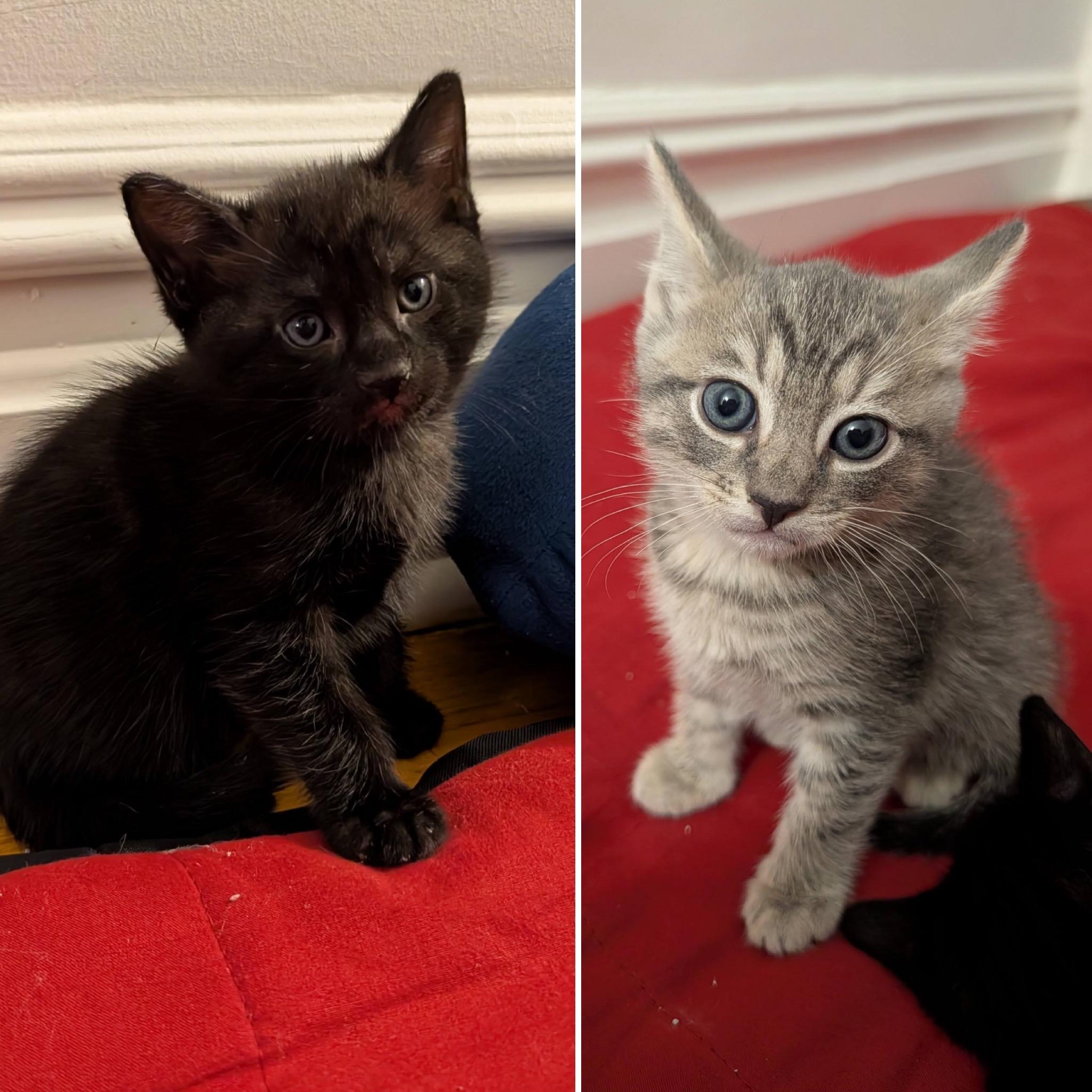 Salt & Pepper
