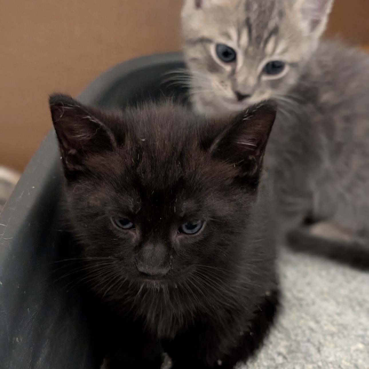 Salt & Pepper 2