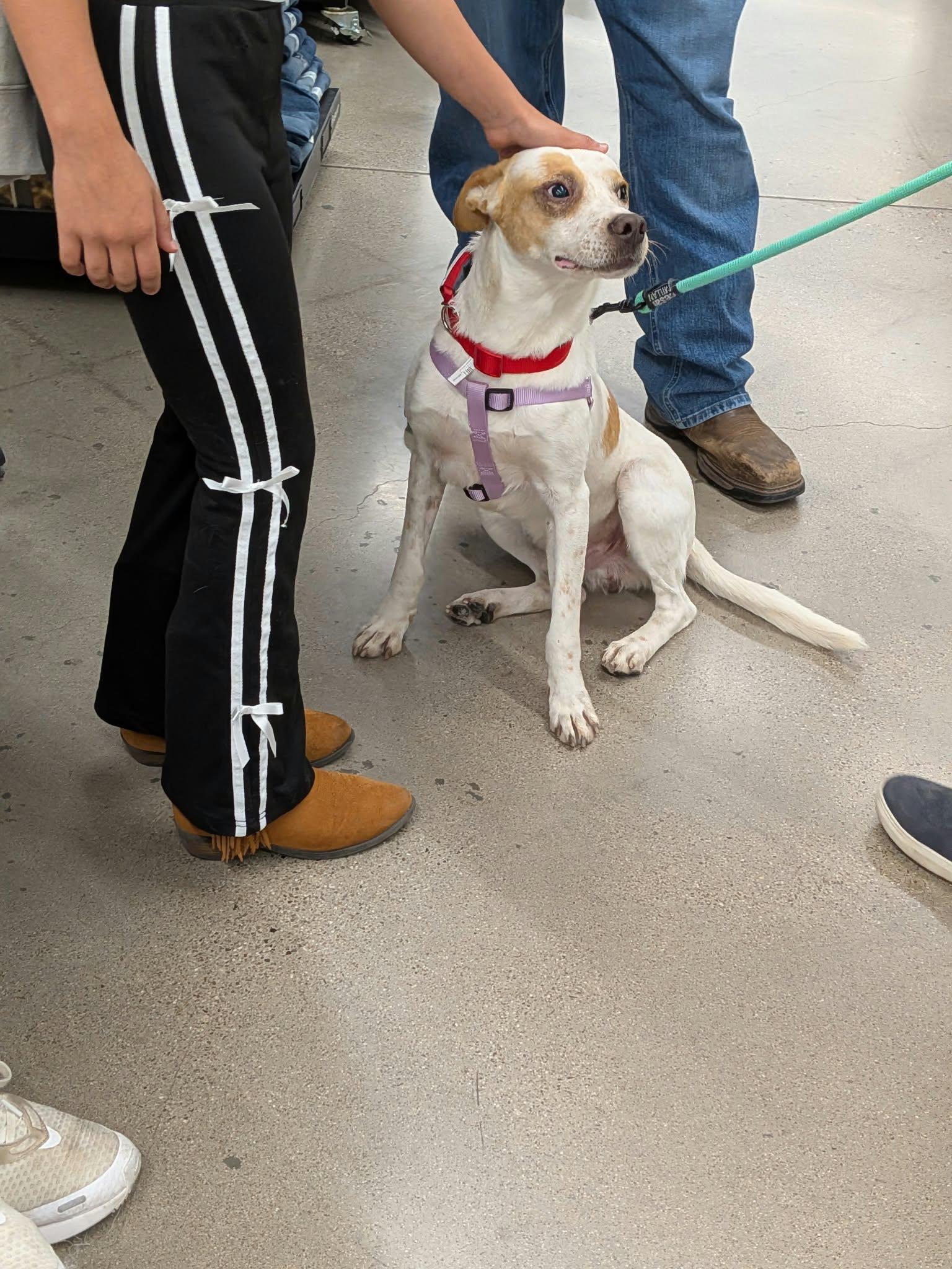 Enlarge Sabu, a Adoptable mixed breed in Sierra Vista, AZ image 3/3