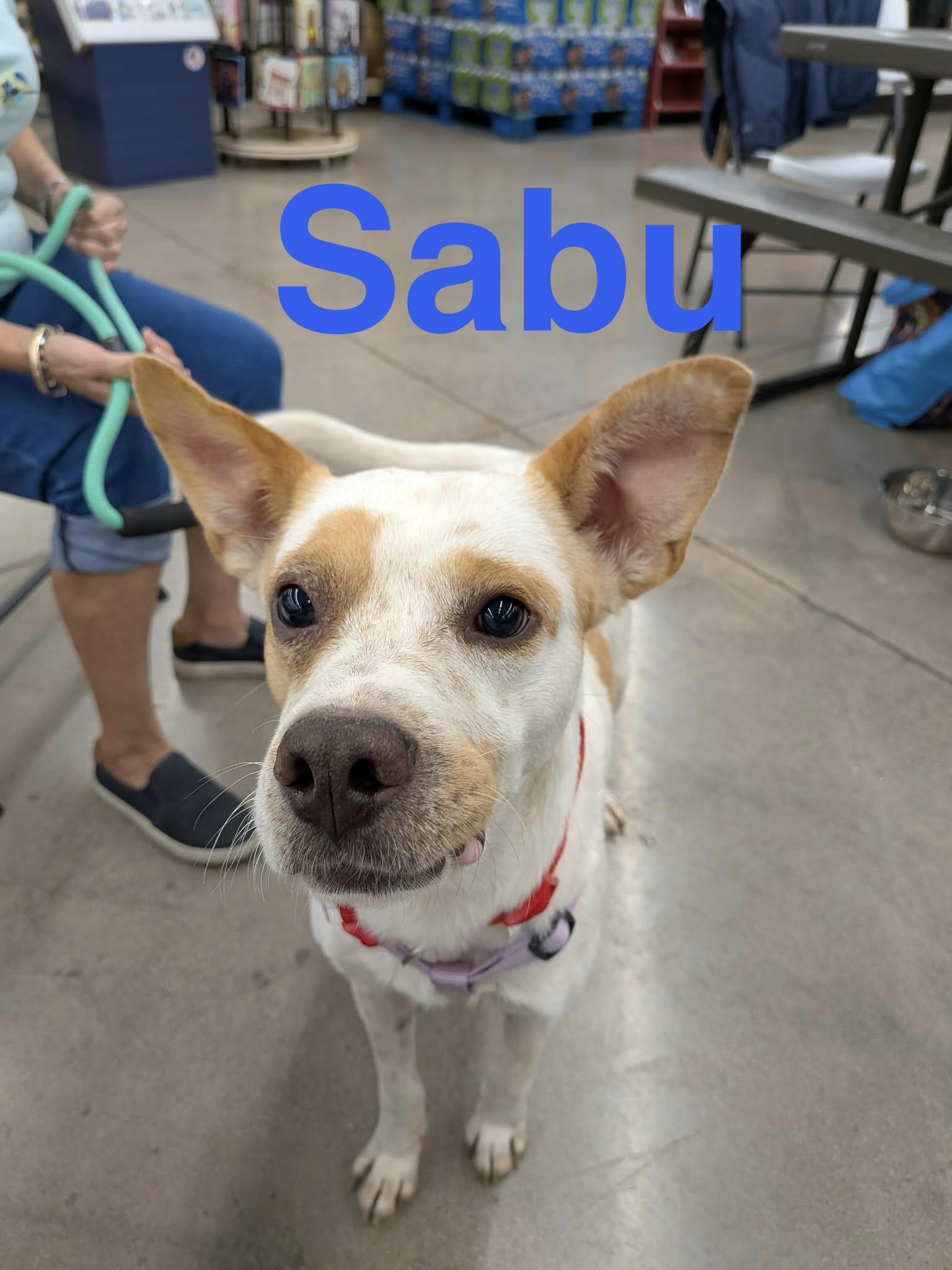 Sabu, Adoptable, Young Male Cattle Dog.