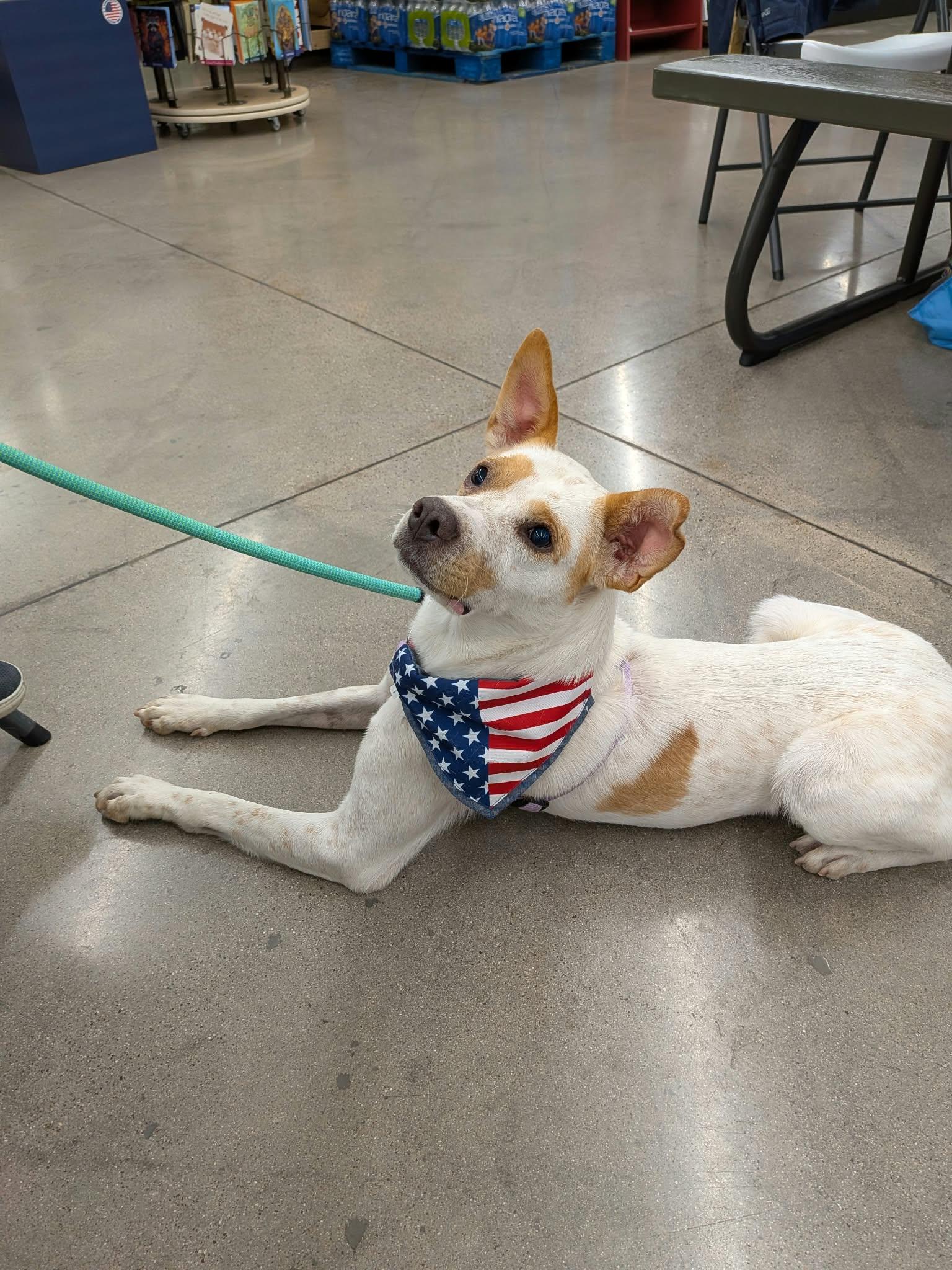 Enlarge Sabu, a Adoptable mixed breed in Sierra Vista, AZ image 2/3
