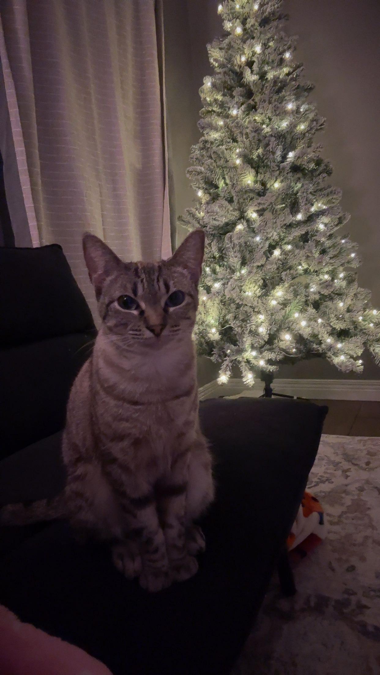 Peanut, adopted, Adult Female Siamese.