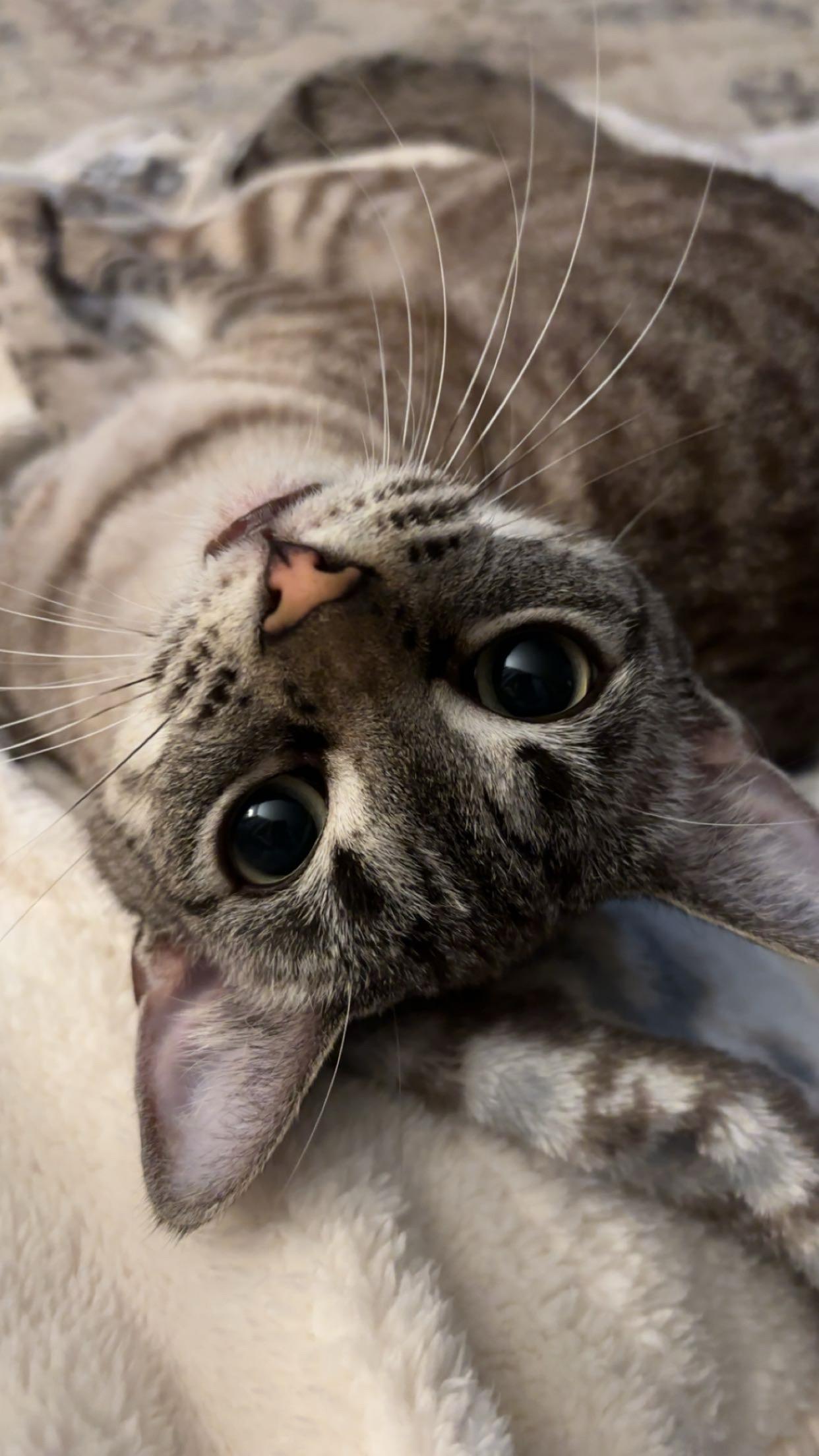 Peanut, an adopted Siamese in Mount Pleasant, TX image 2/2