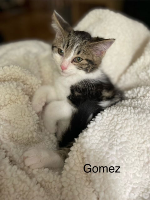 Gomez, Adopted, Kitten Male Domestic Short Hair.