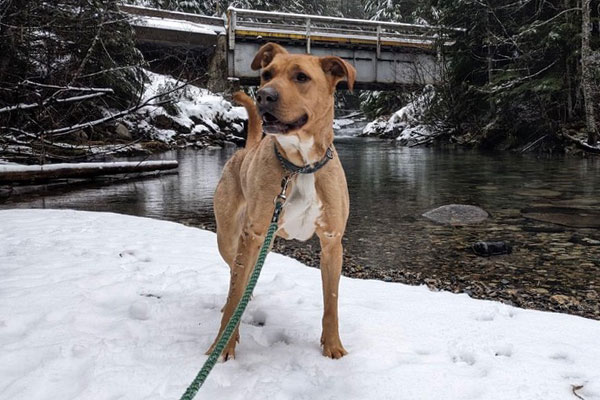 Bella, a Adoptable mixed breed in Calgary, AB image 2/3