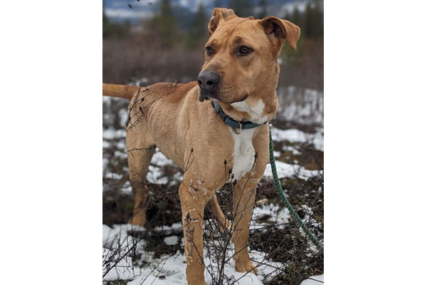 Bella, a Adoptable mixed breed in Calgary, AB image 3/3