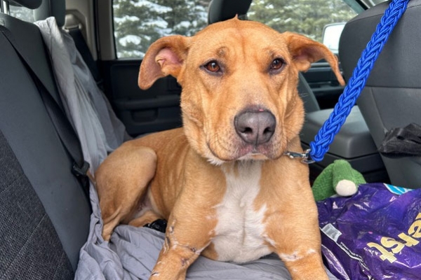 Bella, a Adoptable mixed breed in Calgary, AB image 1/3