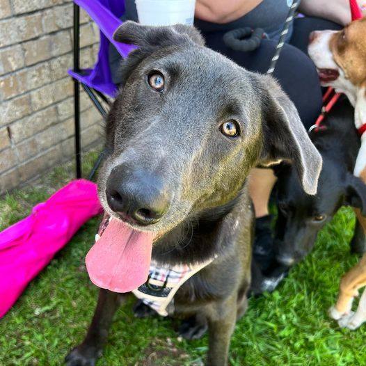 Enlarge Mitchell, a Adoptable mixed breed in Oklahoma City, OK image 14/18